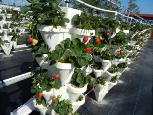 potted strawberry plants fresh fruit u-pick strawberry stacks st. Augustine Berry Farm hydroponic garden pick