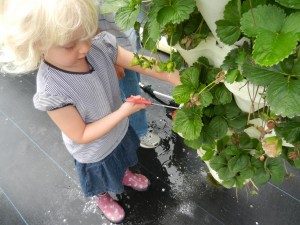 u-pick farm berry stacks st. augustine picky kids strawberry plants kids pick fruit garden fun