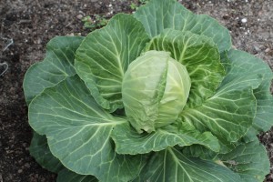 A HUGE, beautiful head of cabbage.